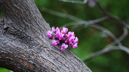 flowers  nature  petal