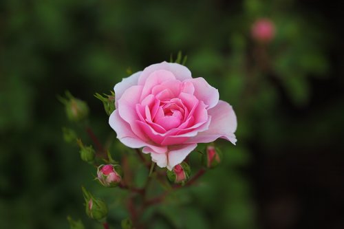 flowers  rose  plants