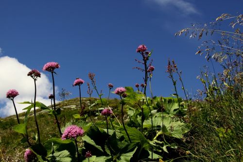 flowers clouds nature