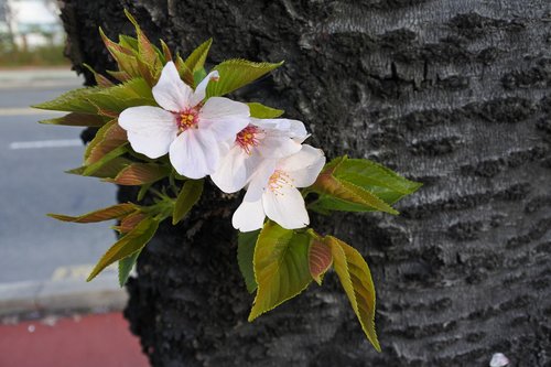 flowers  leaf  nature