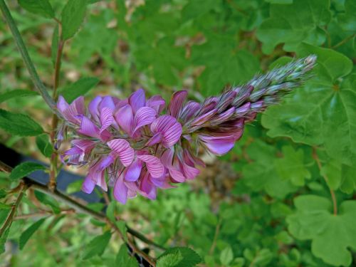 flowers nature macro