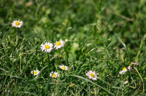 flowers  daisies  petals