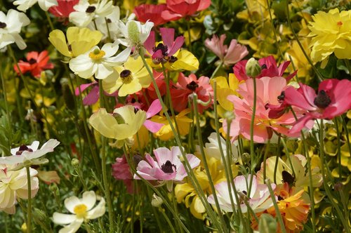 flowers  meadow  anemones