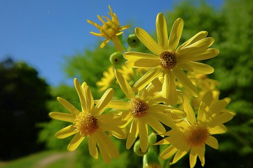 flowers  spring  beauty