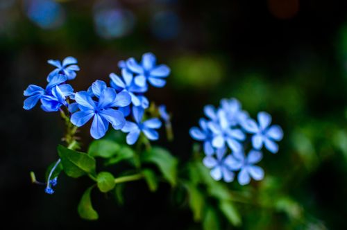 flowers blue nature