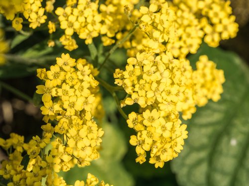 flowers  flower garden  yellow