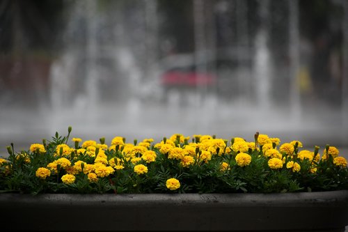 flowers  fountain  park