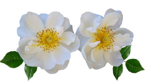 flowers  rose  white