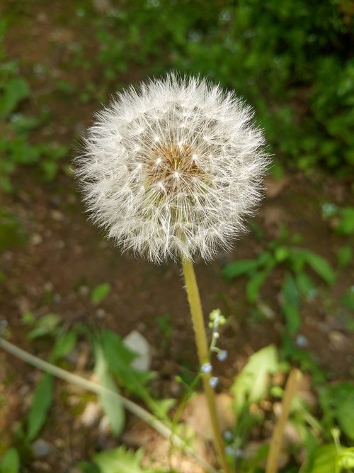 flowers  nature  plants