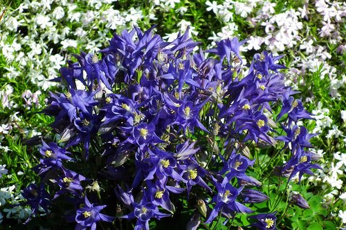 flowers  orliki  blue