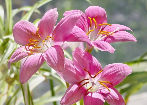 flowers  zephyranthes  pink flowers