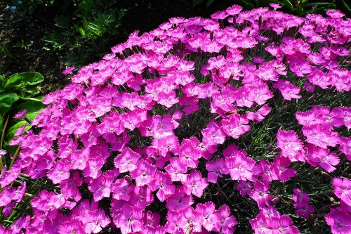 flowers  pink  nature