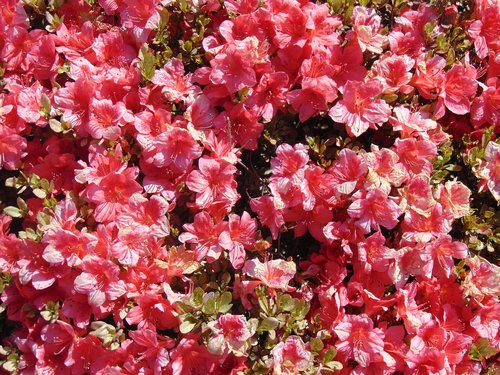 flowers  pink  bush