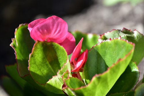 flowers  garden  nature