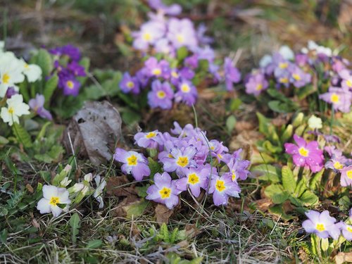 flowers  primroses  garden