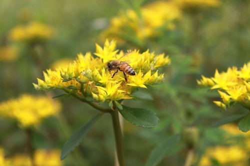 flowers  bee  yellow