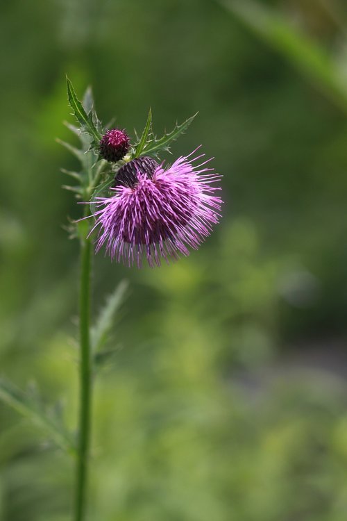 flowers  behold  nature