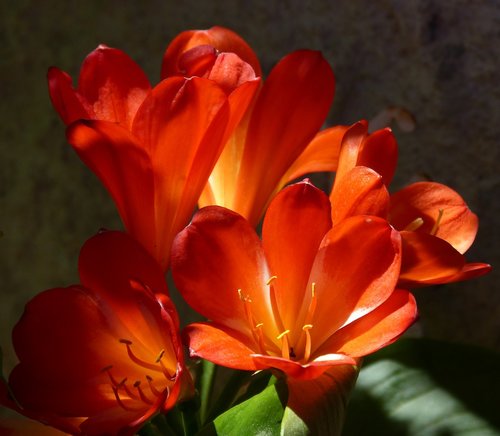 flowers  chiaroscuro  beauty