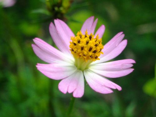 flowers marigolds pink