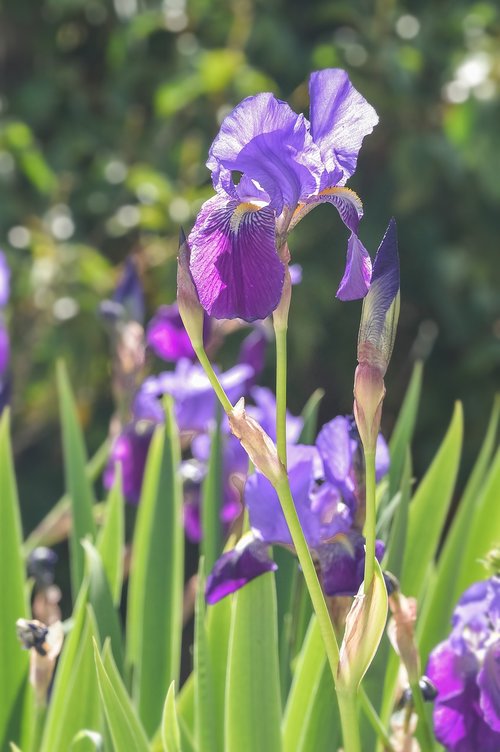 flowers  iris  nature