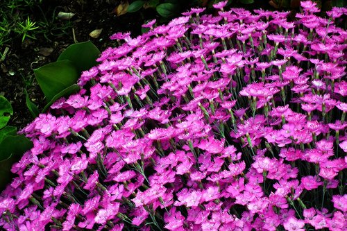 flowers  gożdziki  pink