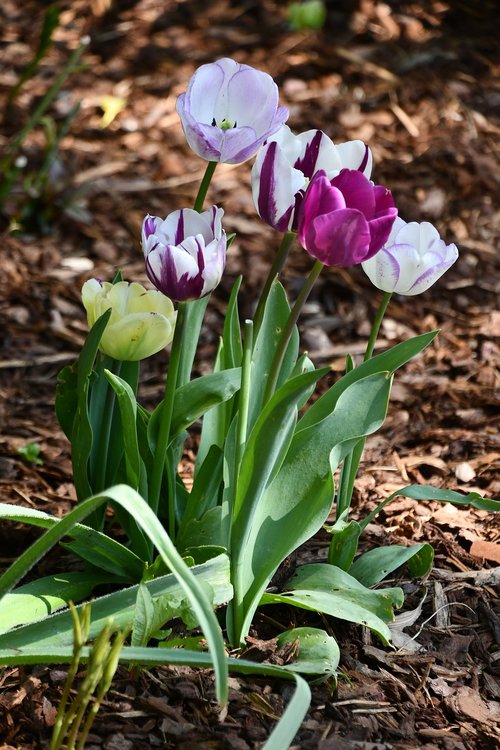 flowers  garden