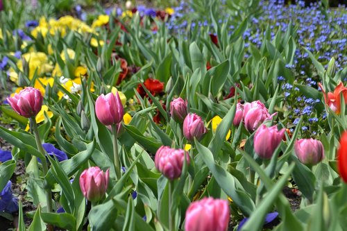 flowers  gardens  flower