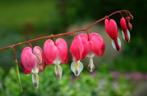 flowers  hearts  pink