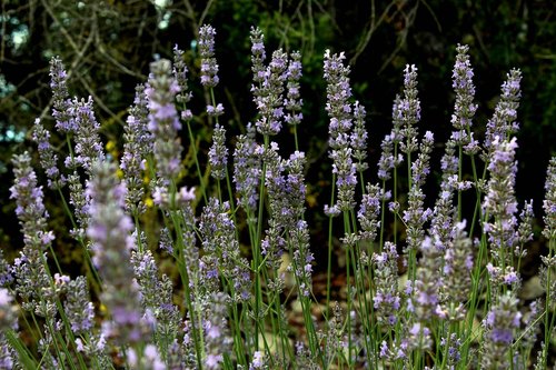 flowers  summer  purple