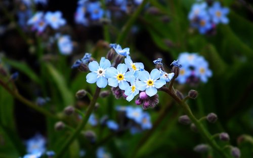flowers  nots  blue
