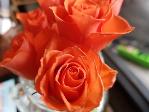 flowers  rose  orange