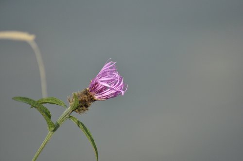 flowers  nature