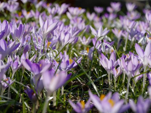 flowers nature plant