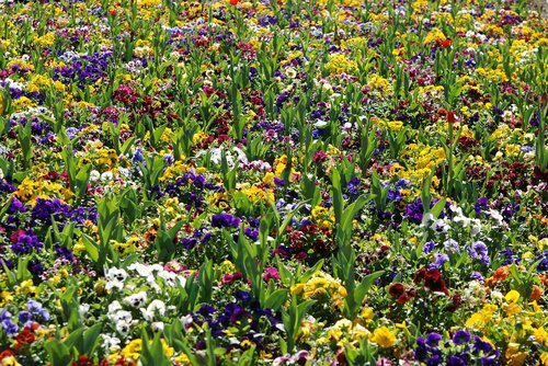 flowers  spring  flower bed