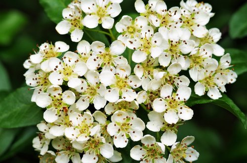 flowers  white flowers