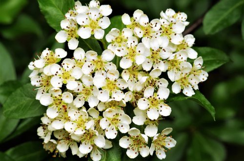 flowers  white flowers