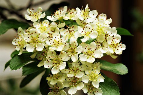 flowers  white flowers