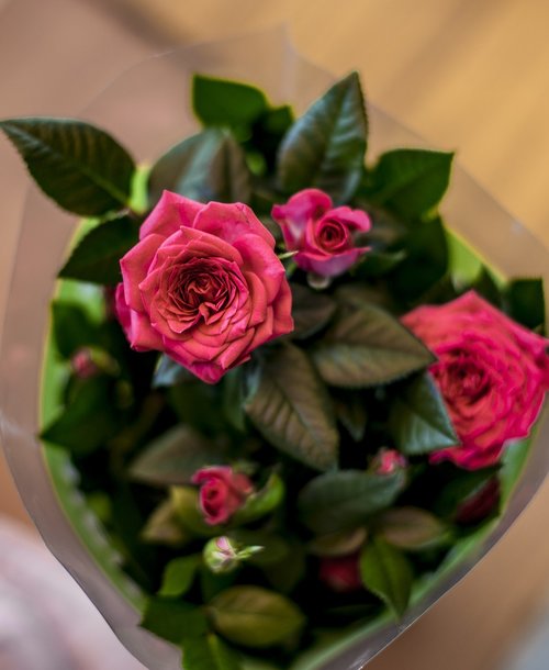 flowers  roses  pink roses