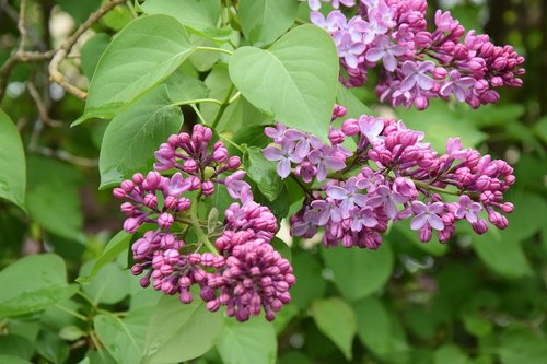 flowers  spring  violet