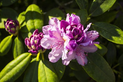 flowers  heyday  close up