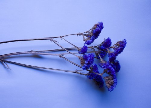 flowers  dried flowers  plant