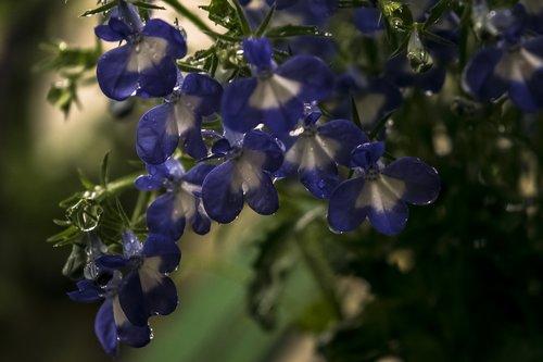 flowers  rain  spring