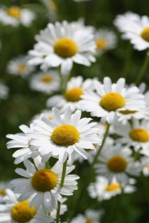 flowers  daisies  fields