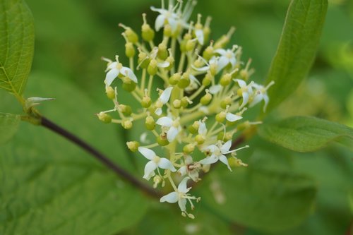 flowers  green  leaves