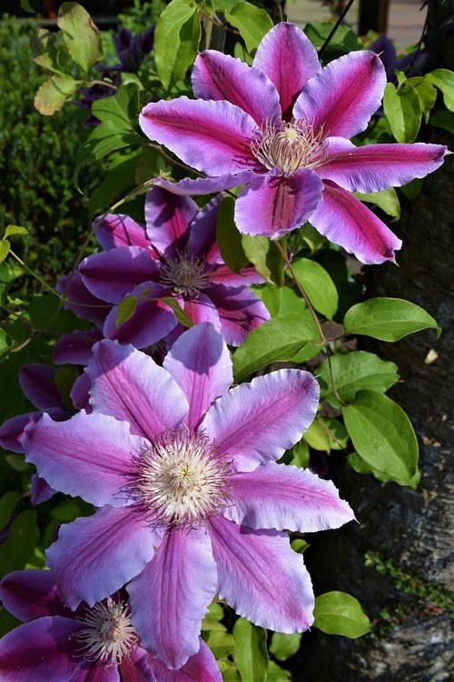 flowers  plant  purple