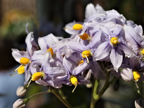 flowers  plant  floral