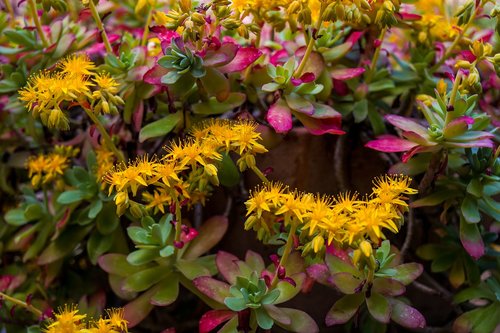 flowers  yellow  yellow flower