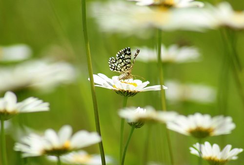 flowers  spring  insect