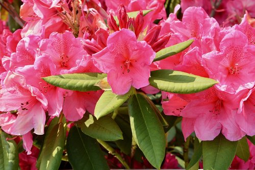 flowers  spring flowers  rhododendron pink