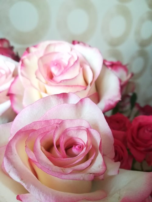 flowers  rose  bouquet